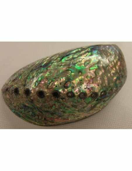 Coquillage opalisé pour recharger et purifier pierres