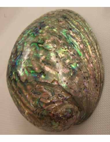 Coquillage opalisé pour recharger et purifier pierres