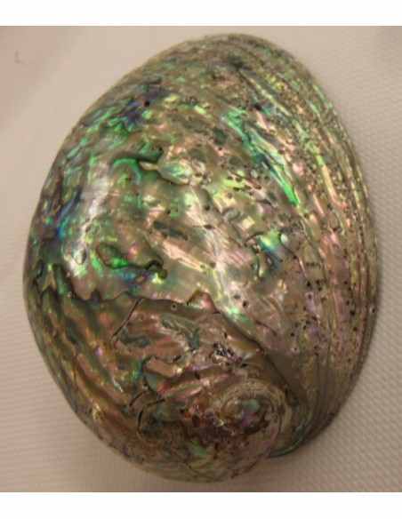 Coquillage opalisé pour recharger et purifier pierres