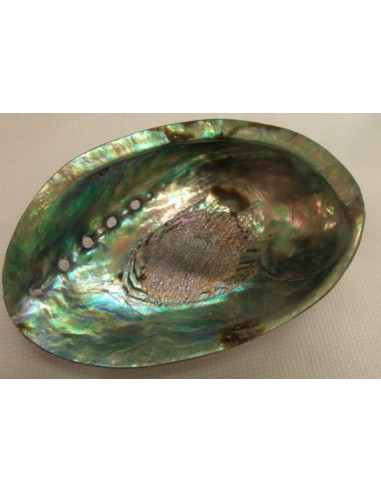 Coquillage opalisé pour recharger et purifier pierres