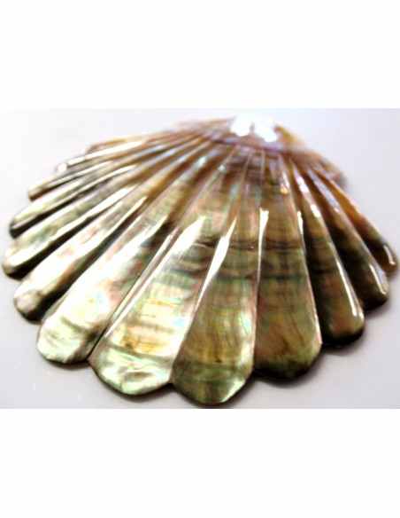 Coquillage codakia lila 9cm