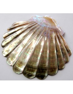 Coquillage codakia lila 9cm 2