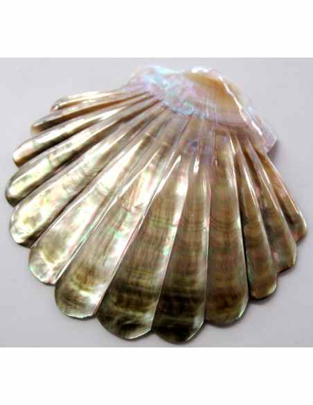 Coquillage codakia lila 9cm