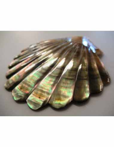 Coquillage codakia lila 9cm