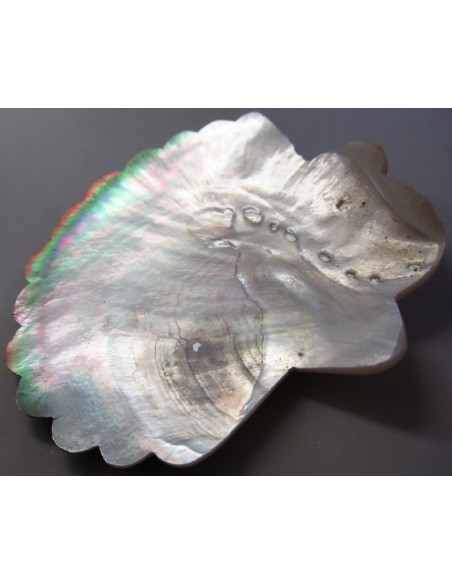 Coquillage codakia lila 9cm