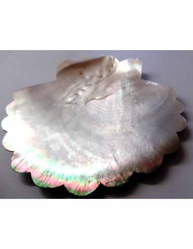 Coquillage codakia lila 9cm