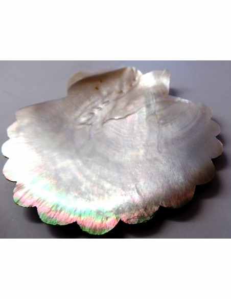 Coquillage codakia lila 9cm