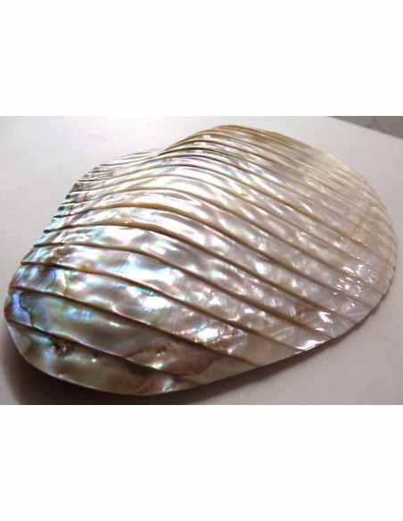 Coquillage codakia lila 9cm