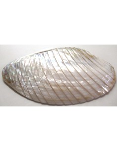 Coquillage codakia lila 9cm 2