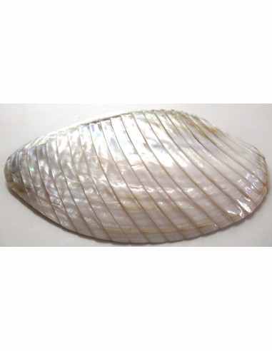 Coquillage codakia lila 9cm