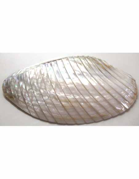 Coquillage codakia lila 9cm