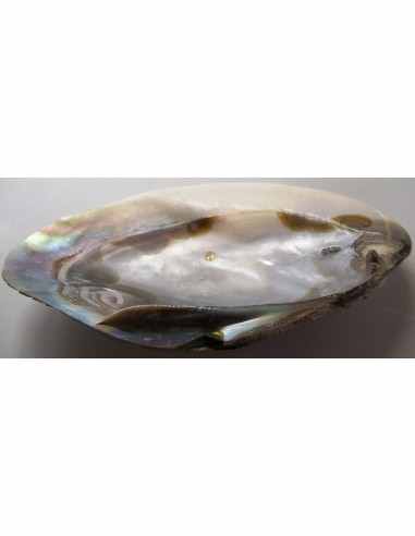 Coquillage codakia lila 9cm