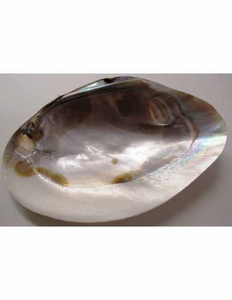 Coquillage codakia lila 9cm