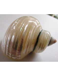 Coquillage turbo agyrostoma nacre 6cm 2