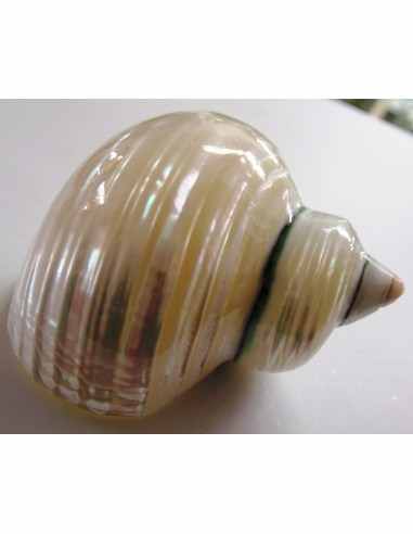 Coquillage turbo agyrostoma nacre 6cm
