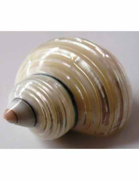 Coquillage turbo agyrostoma nacre 6cm