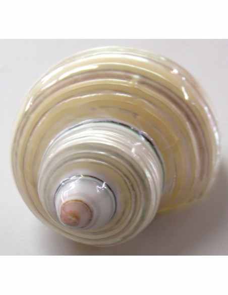 Coquillage turbo agyrostoma nacre 6cm