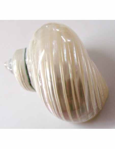 Coquillage turbo agyrostoma nacre 6cm