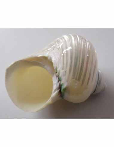 Coquillage turbo agyrostoma nacre 6cm