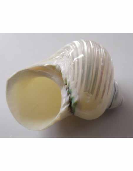 Coquillage turbo agyrostoma nacre 6cm