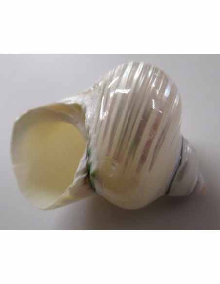 Coquillage turbo agyrostoma nacre 6cm