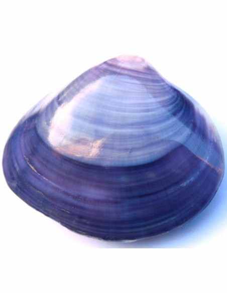 Coquillage codakia lila 9cm