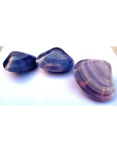 Coquillage codakia lila 9cm 2