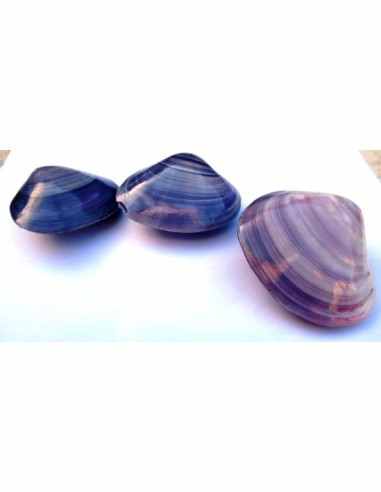 Coquillage codakia lila 9cm