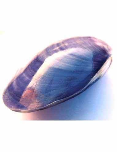 Coquillage codakia lila 9cm