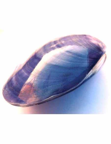 Coquillage codakia lila 9cm