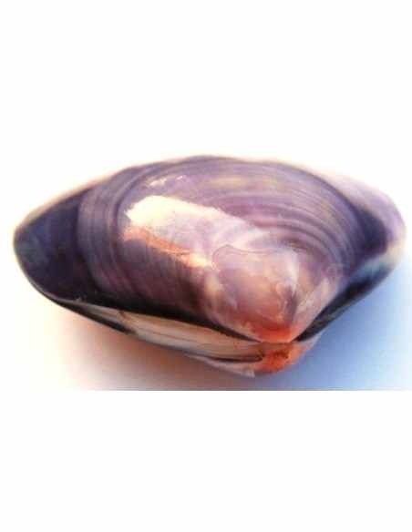 Coquillage codakia lila 9cm