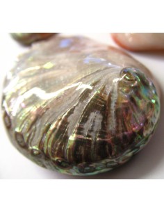 Coquillage HALIOTIS REFESCENS 2