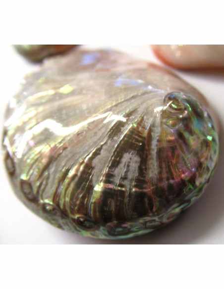 Coquillage HALIOTIS REFESCENS