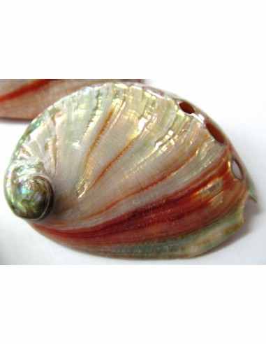 Coquillage HALIOTIS REFESCENS