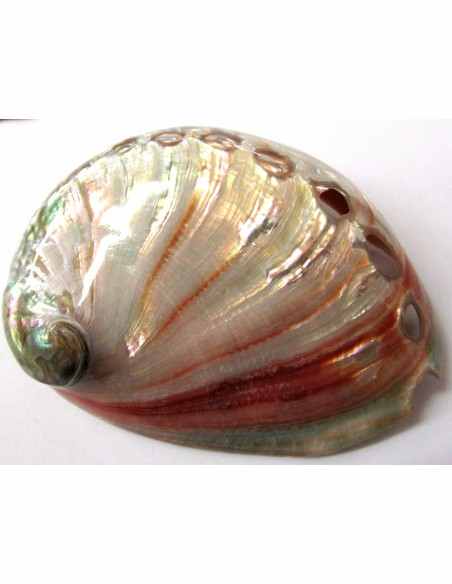 Coquillage HALIOTIS REFESCENS