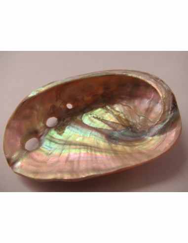 Coquillage HALIOTIS REFESCENS