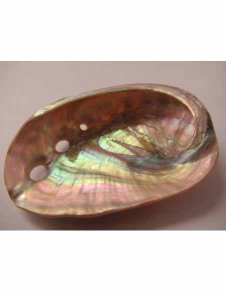 Coquillage HALIOTIS REFESCENS