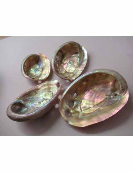 Coquillage HALIOTIS REFESCENS