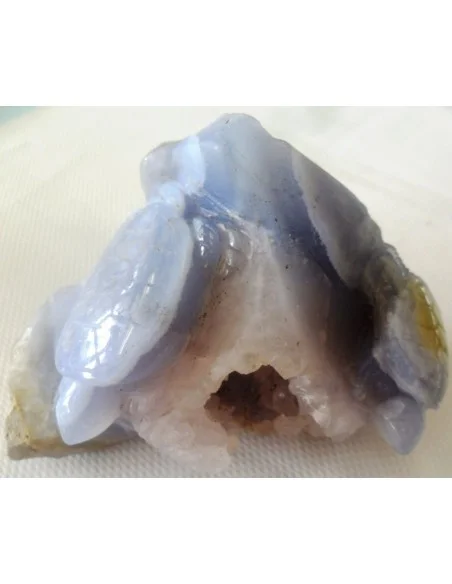 Tortues en holly bleue