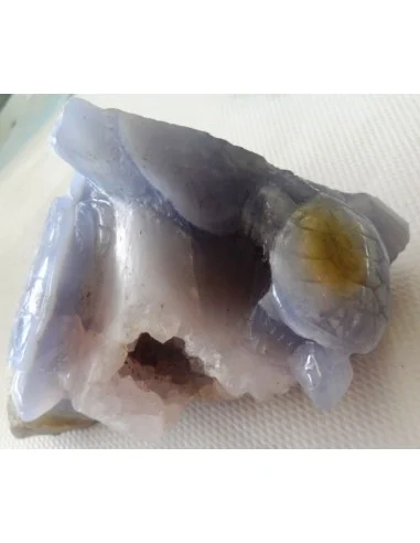 Tortues en holly bleue