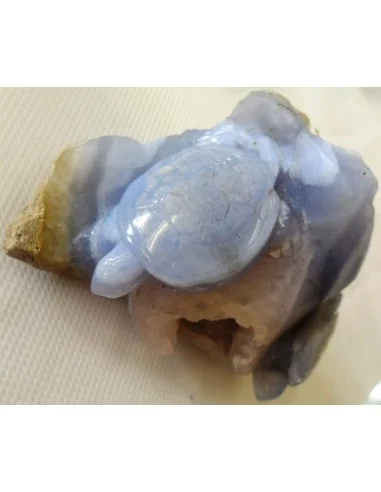 Tortues en holly bleue