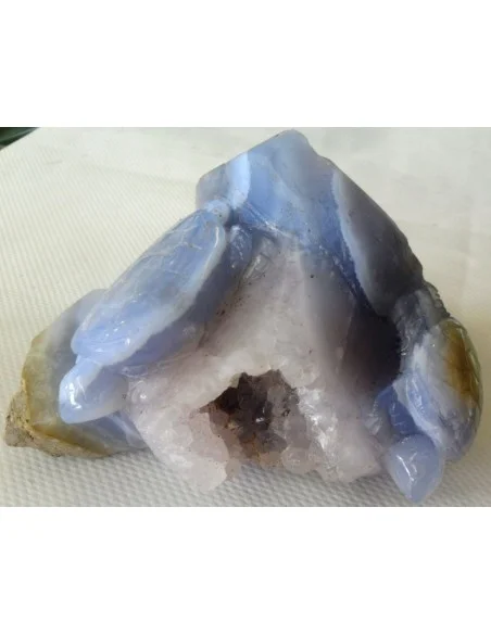 Tortues en holly bleue