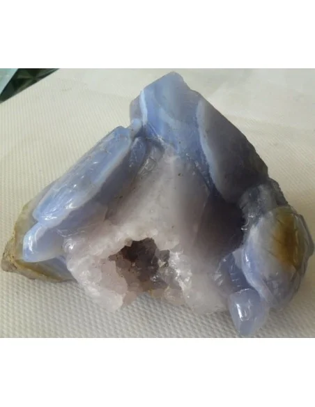 Tortues en holly bleue