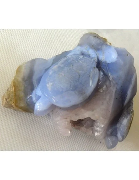 Tortues en holly bleue