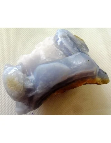 Tortues en holly bleue