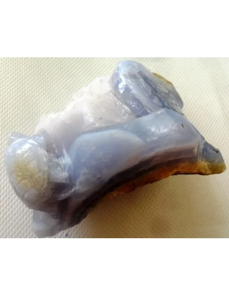 Tortues en holly bleue