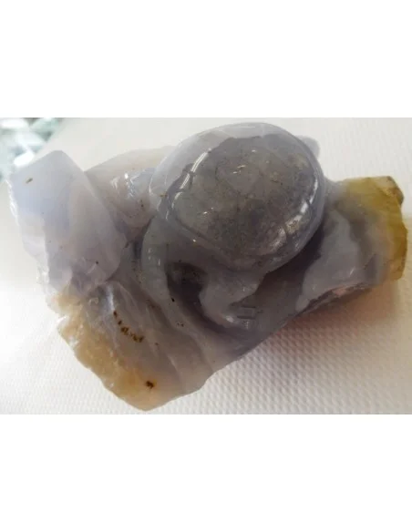 Tortues en holly bleue