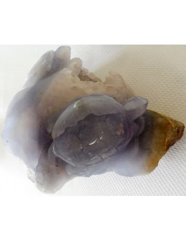 Tortues en holly bleue