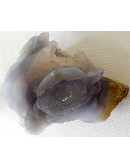 Tortues en holly bleue