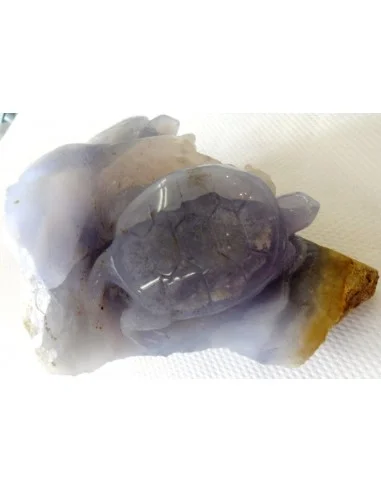 Tortues en holly bleue